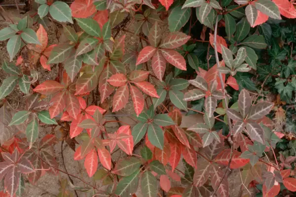 Red and green Parthenocissus leaves