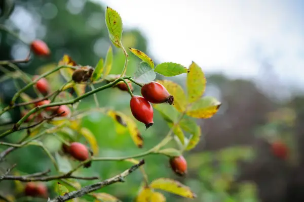 Brick-red hips of a rose
