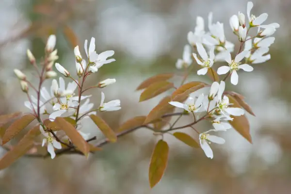 Amelanchier canadensis