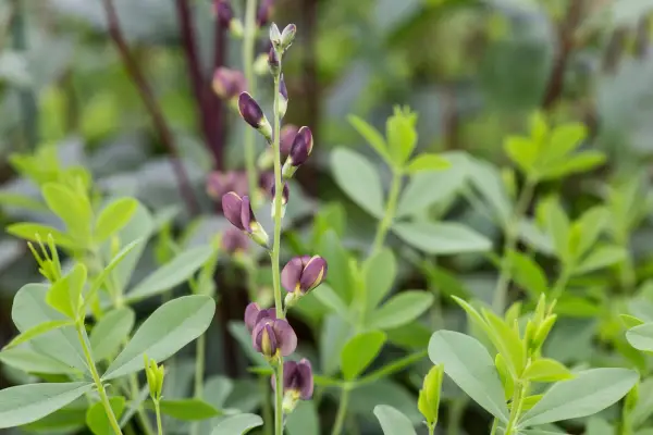 Baptisia 'Chocolate de chocolate'