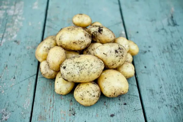 Las mejores variedades de papa para crecer