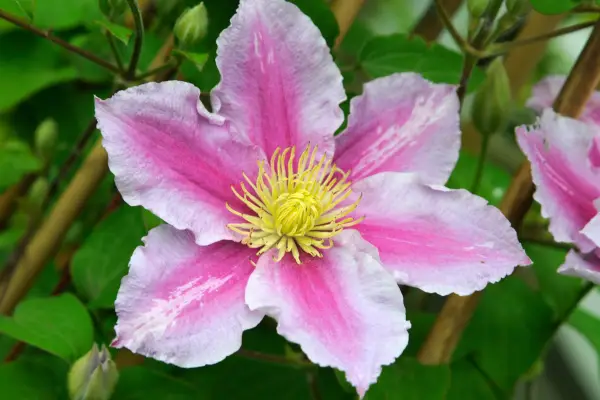 Clematis 'Peek'