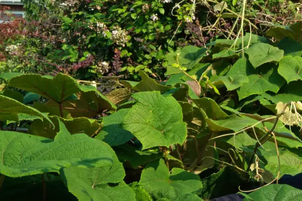 Crimson glory vine, Vitis coignetiae