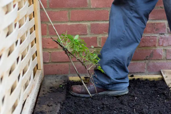 Planting a climber