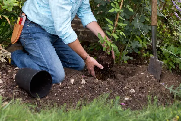 Grow climbers up other plants