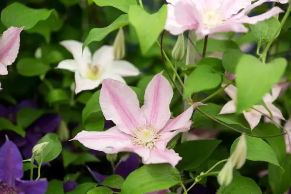 Clematis 