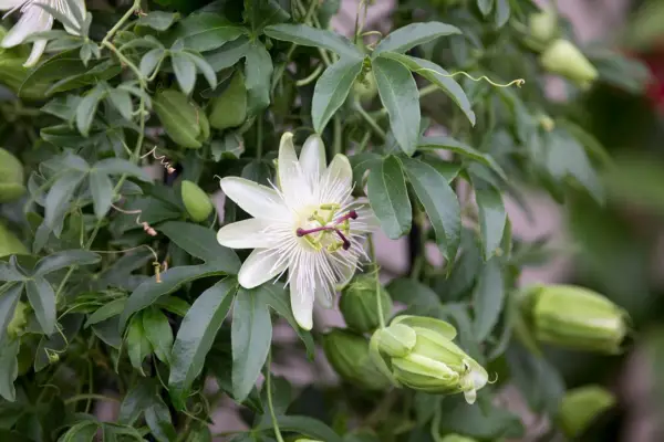 Passiflora ‘Constance Elliot’