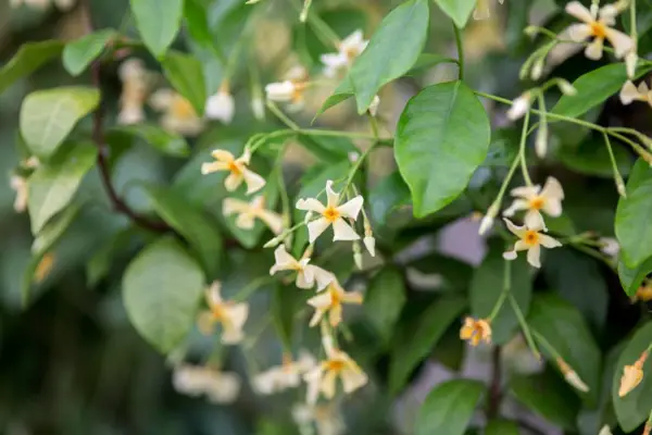 Trachelospermum asiaticum