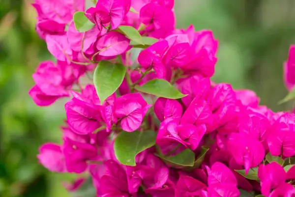 Bouganvillea 