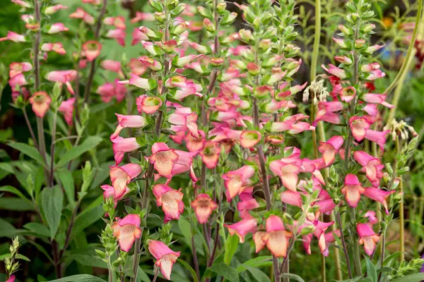 Digitalis 'Illumination Pink'