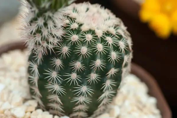 Echinocereus dasyacanthus var. Ctenoides
