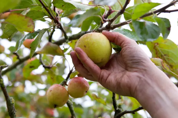 Picking apples