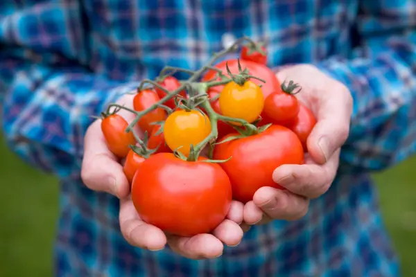 Best tomatoes to grow