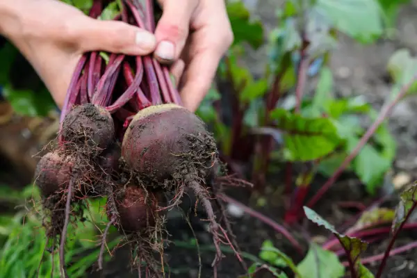 Harvesting beetroot