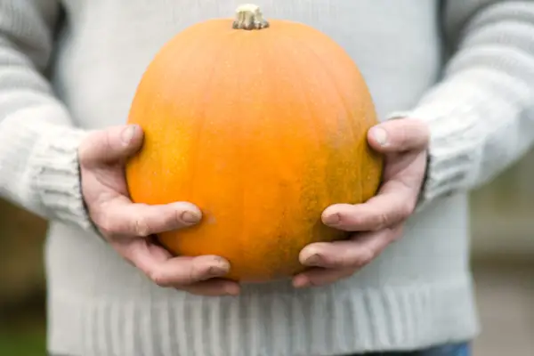 Harvested pumpkin