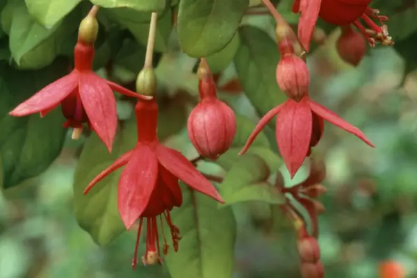 Fuchsia „Cloth of Gold”