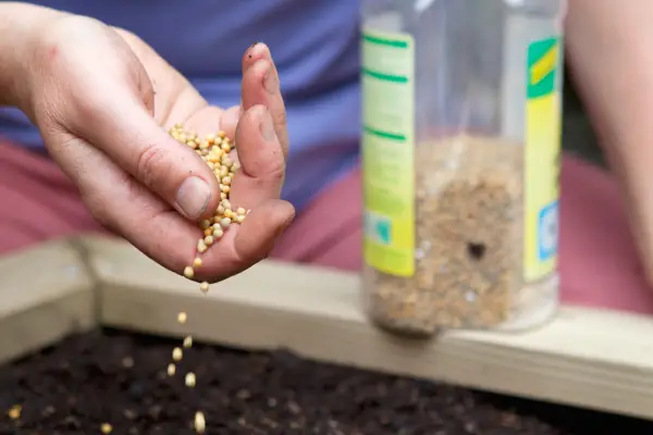 Sprinkling slow-release fertiliser into a raised bed