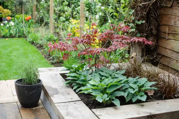 Hostas, grasses and an acer in a wood-bordered raised bed