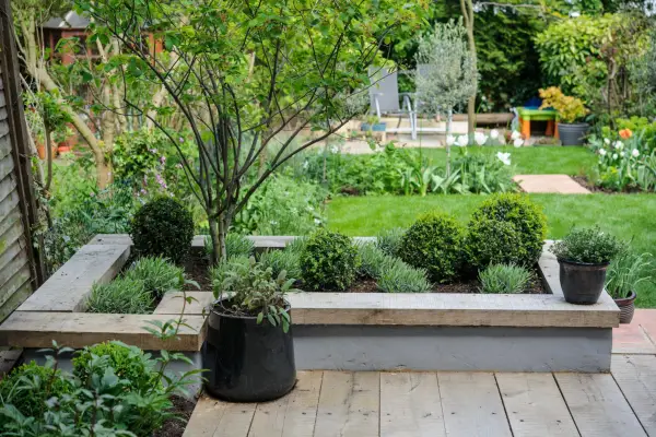 An L-shaped raised bed with box and lavender