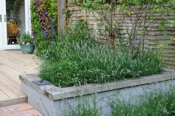 A raised bed of lavender with a wide wooden edge for seating
