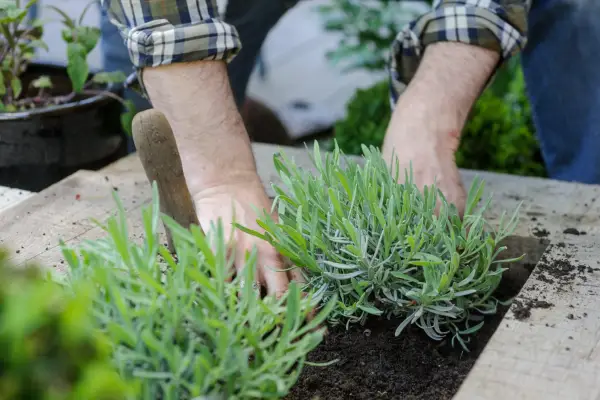 Planting lavender in a raised bed