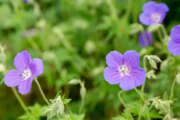 Geranium 'Orion'