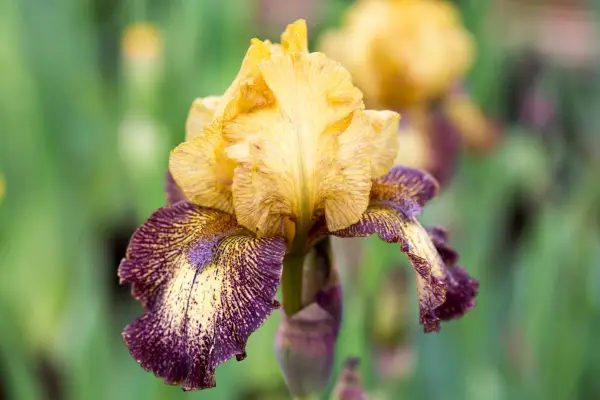 Iris 'tigre'