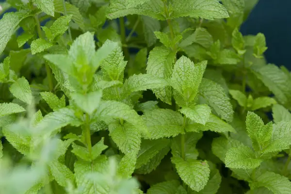 Mentha Spicata 'Engelsk Lam'