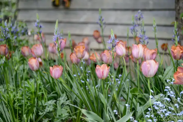 Tulipa Bruine Wimpel