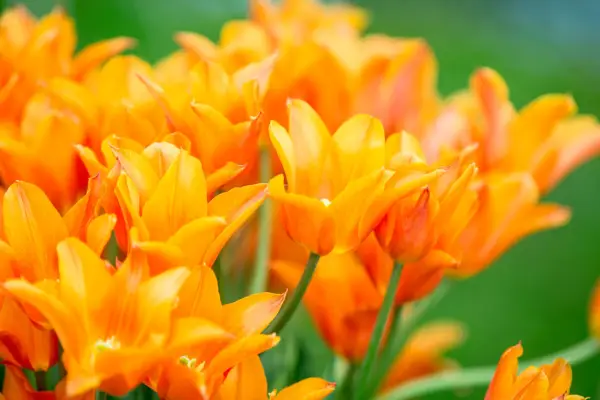 Tulipa 
