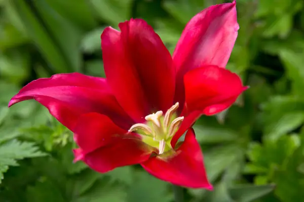 Tulipa 