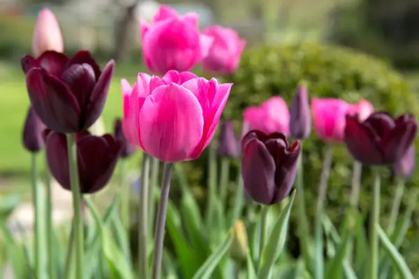 Tulipa 