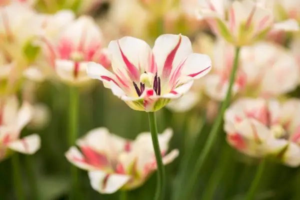 Tulipa 