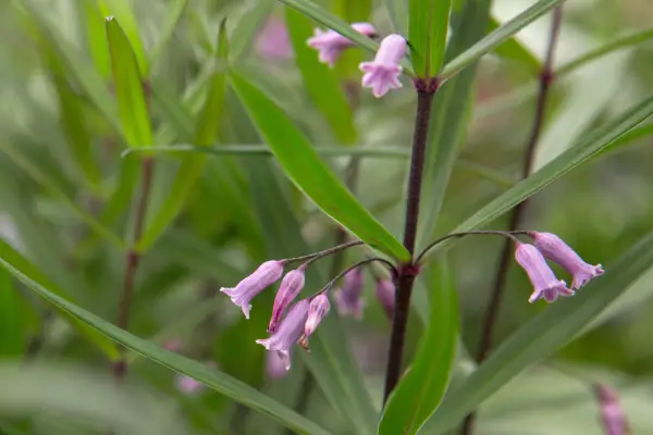 Polygonatum x hybridum 'wakehurst'