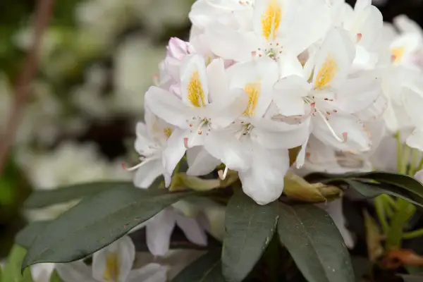 Rhododendron 'Madame Masson' '