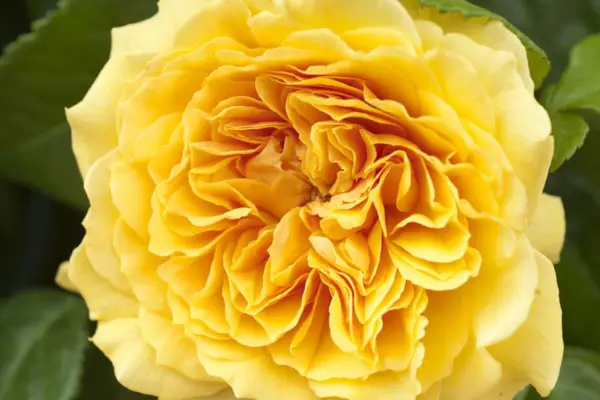 Roses (Floribinda Group) 'Ianh Stand'