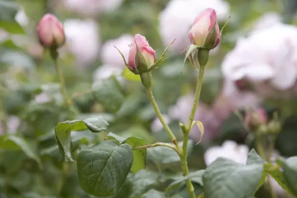 Rosa 'scepter'd Isle'