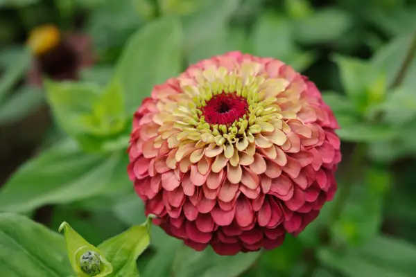 Zinnia elegans Queen Red Lime