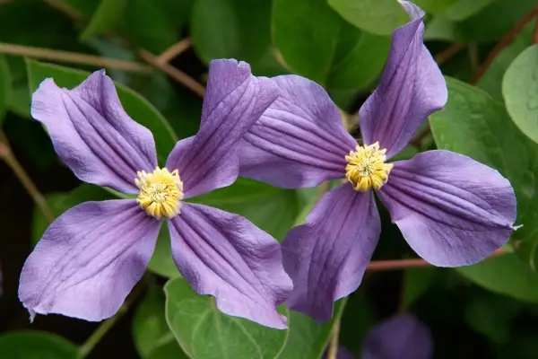 Clematis x durandii