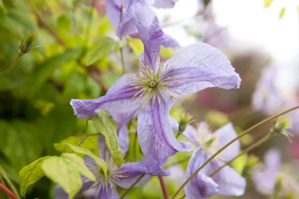 Clematis viticella 