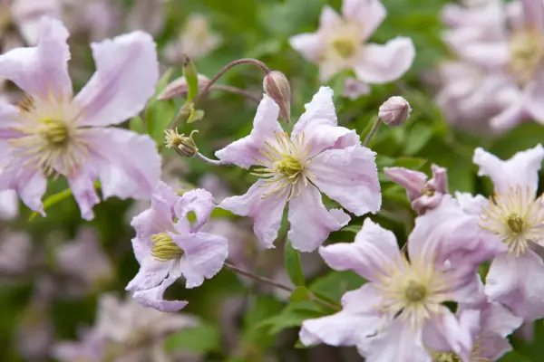 Clematis viticella 