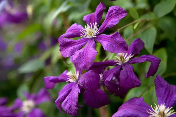 Clematis viticella 
