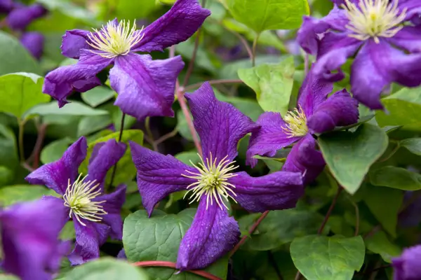 Clematis viticella 