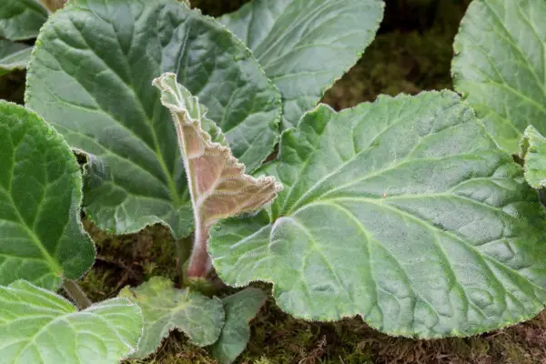 Ciliata 'Wilton' Bergenia
