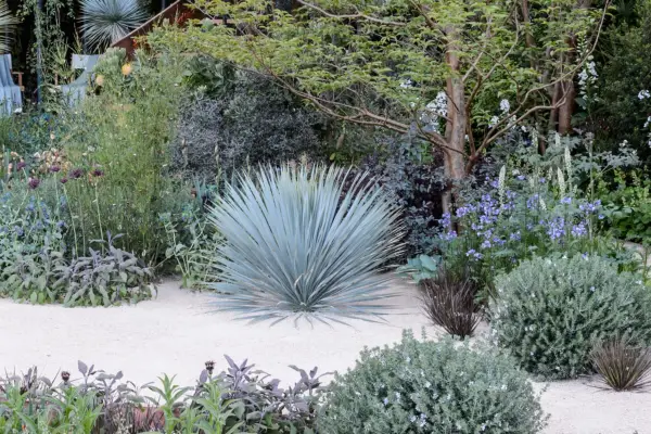 Yucca rostrata growing in a gravel garden