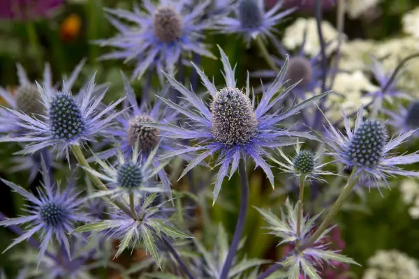 Best plants for a gravel garden – Sea holly, Eryngium x zabelii 
