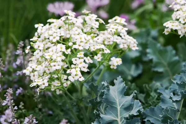 Best plants for a gravel garden – sea kale, Crambe maritima
