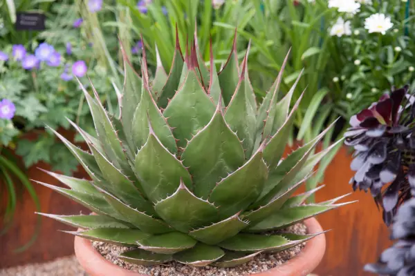 Agave montana