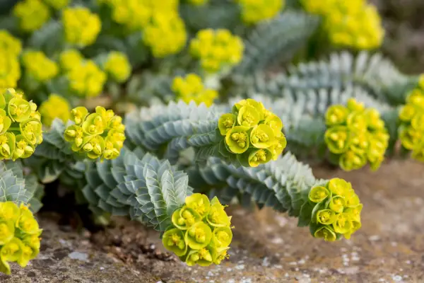 Euphorbia myrsinites