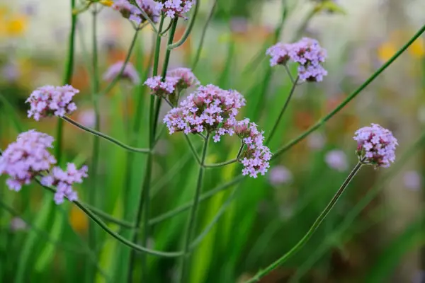 Verbena bonariensis